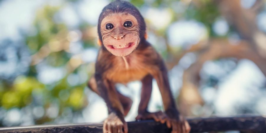 Pusryčiai smegenims arba kaip atsikratyti galvoje grojančios beždžionės